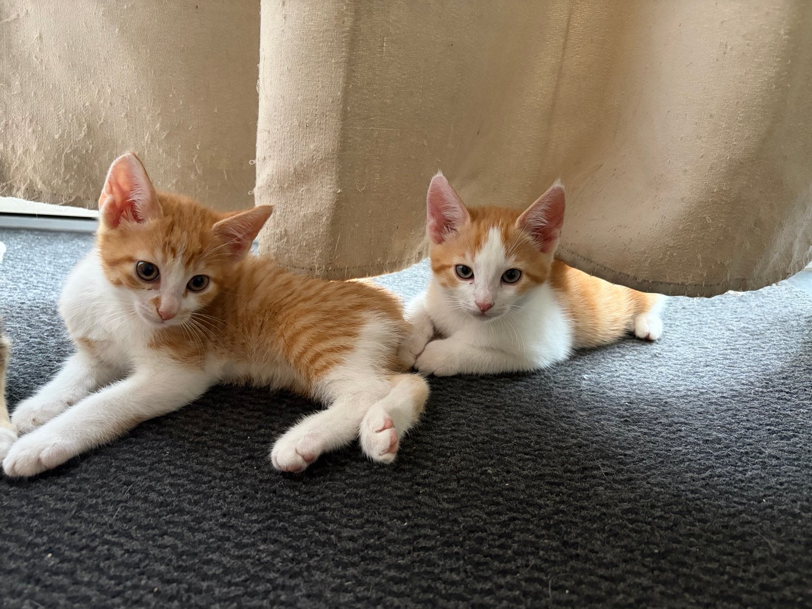 3 kittens gratis af te halen, Kater