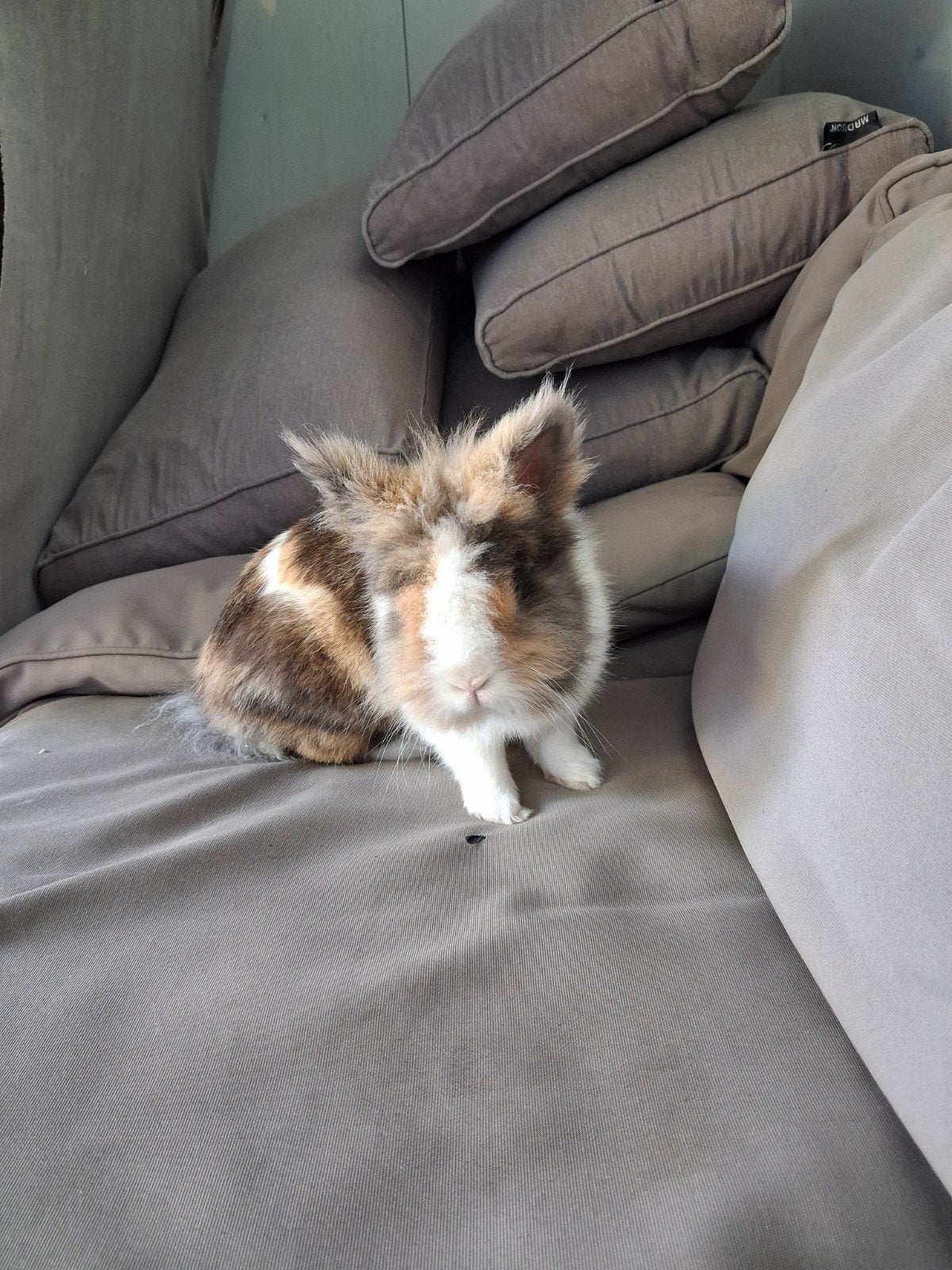 lief konijntje, Dieren en Toebehoren, Konijnen, Mannelijk, Dwerg, 0 tot 2 jaar