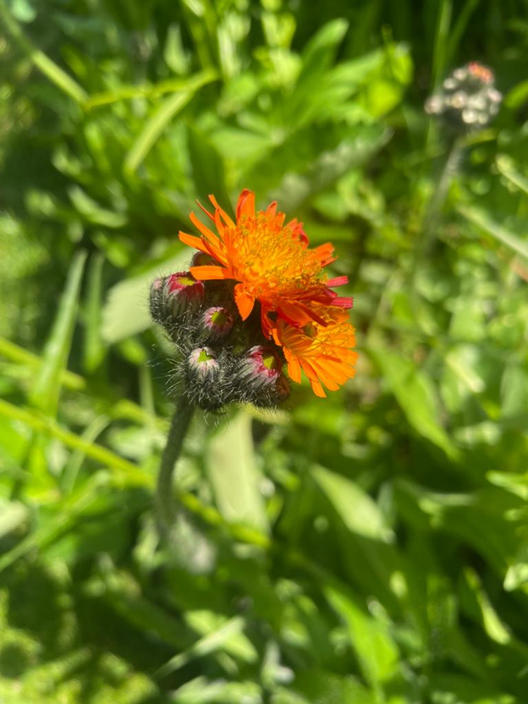 Oranje havikskruid, Pilosella aurantiaca, Ophalen, Eenjarig, Overige soorten, Volle zon