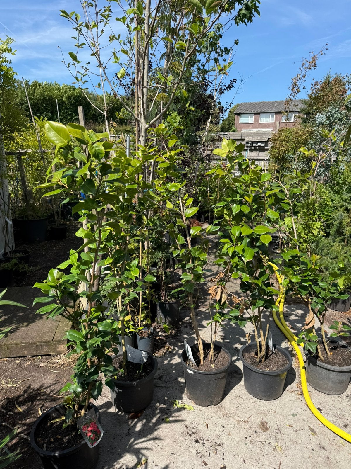 Camelias dr king rood grote plant 120 + grote pot ni 19,95, Tuin en Terras, Vaste plant, Halfschaduw, Lente, Ophalen