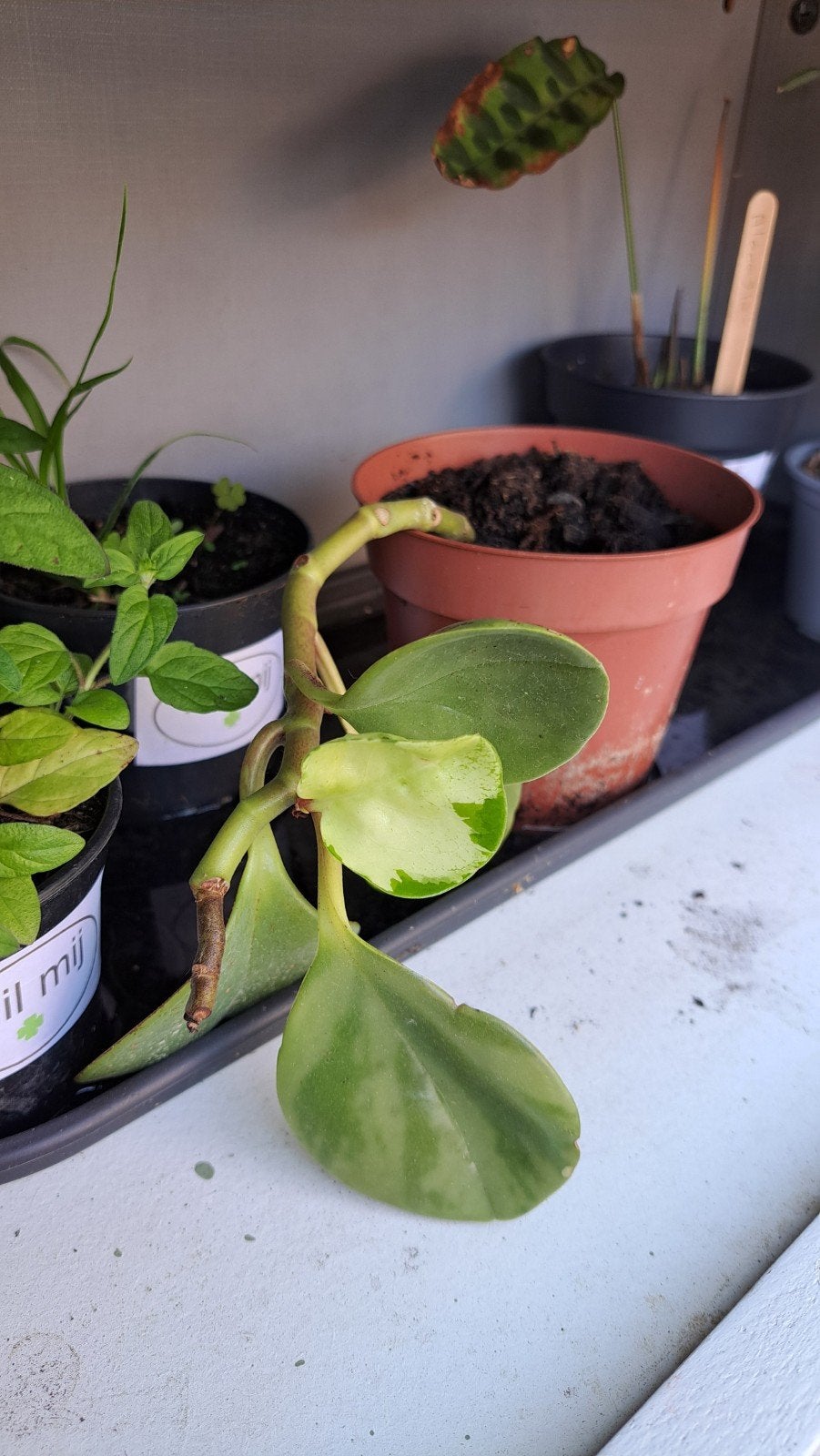 Peperomia (?), Ophalen, Halfschaduw, Minder dan 100 cm