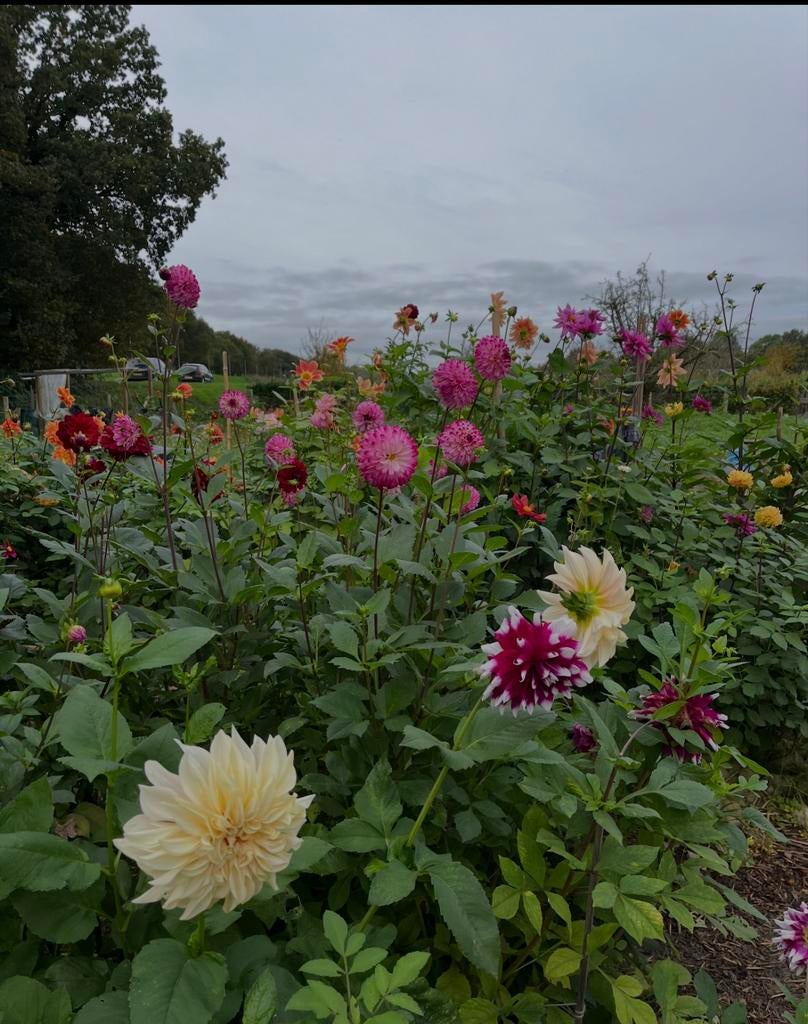Doosje van 5 dahlia’s, Ophalen, Volle zon, Knol