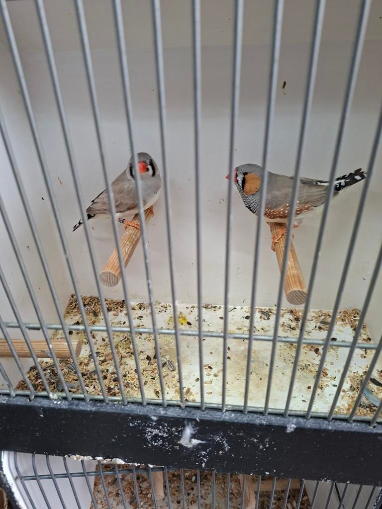 Mooi koppel bleekrug zebravinken, Dieren en Toebehoren, Vogels | Overige Vogels, Meerdere dieren