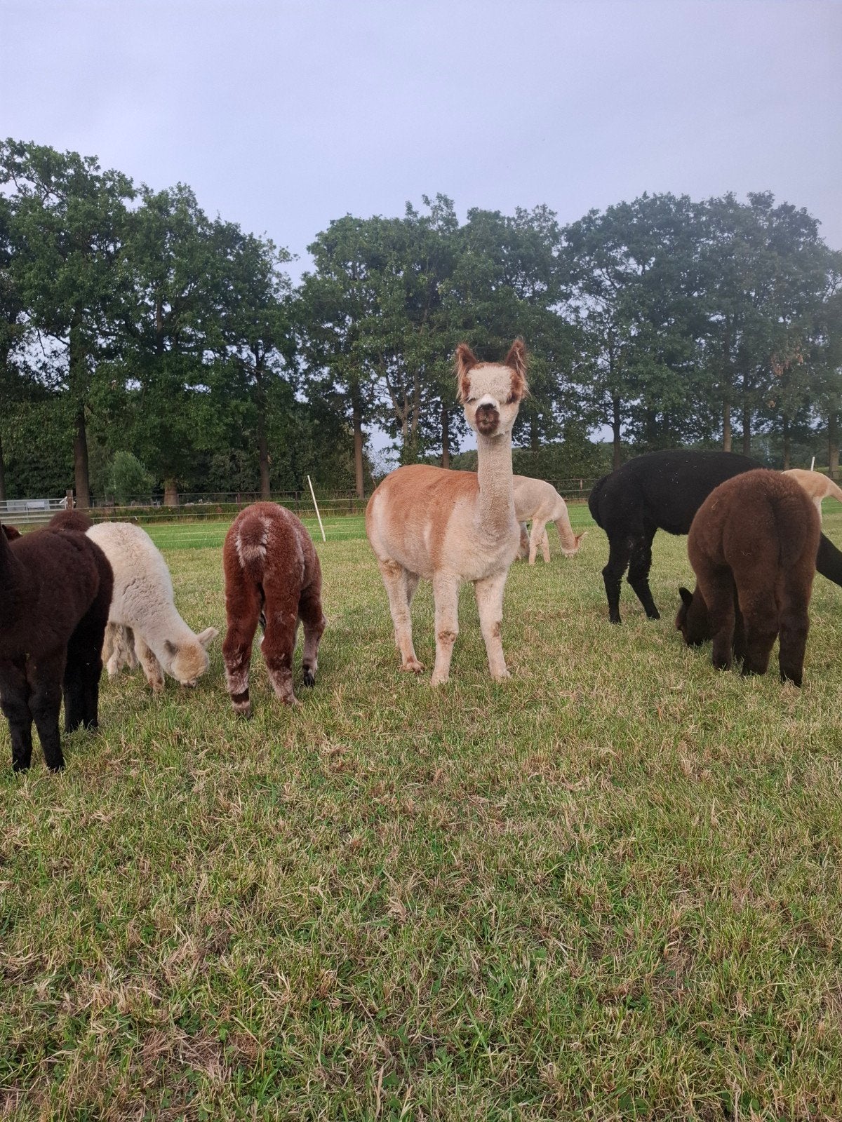 alpaca merrie met hengstveulen., Mei, Meerdere dieren