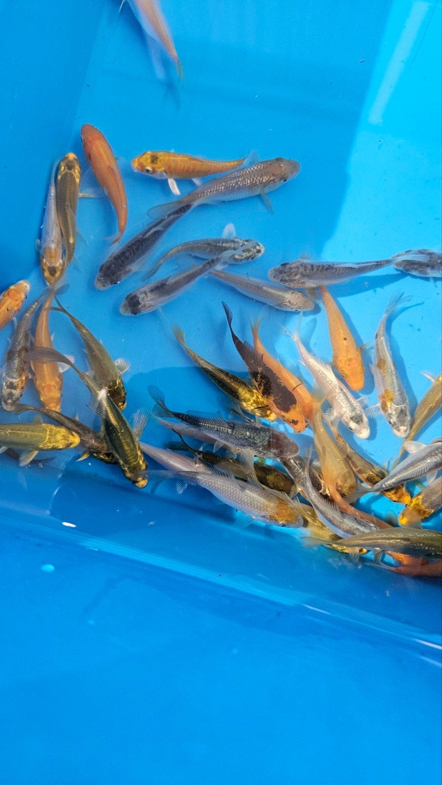 baby koi, Dieren en Toebehoren, Vissen | Vijvervissen, Karper of Koi