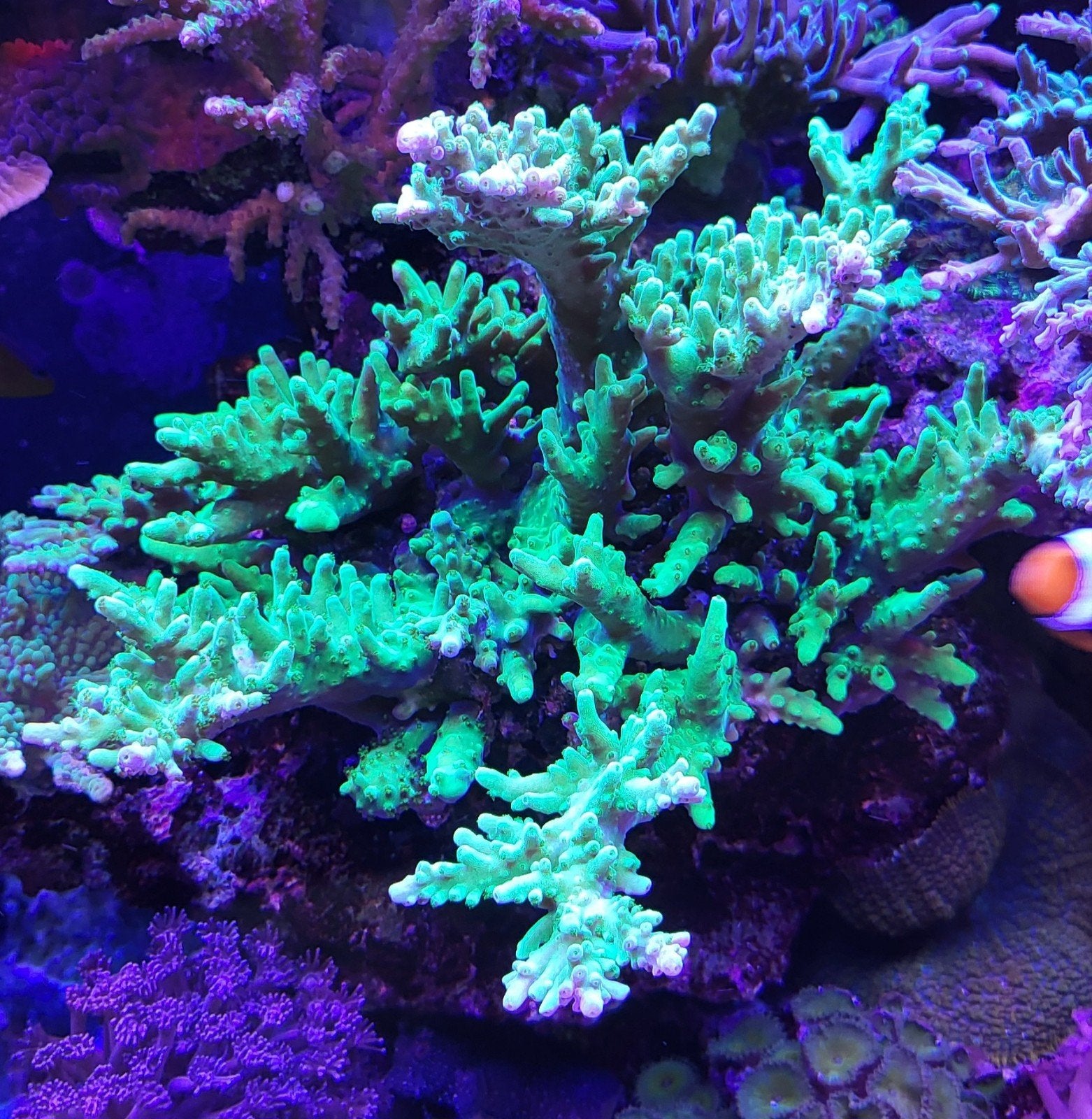 Acropora Frog Skin tafel, Dieren en Toebehoren, Vis