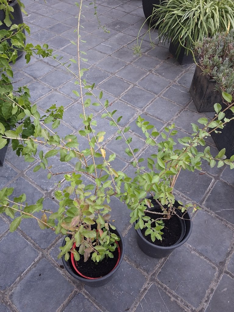 Gojibes struik / boksdoorn. Biologisch. , Ophalen, Volle zon, Vaste plant, Fruitplanten
