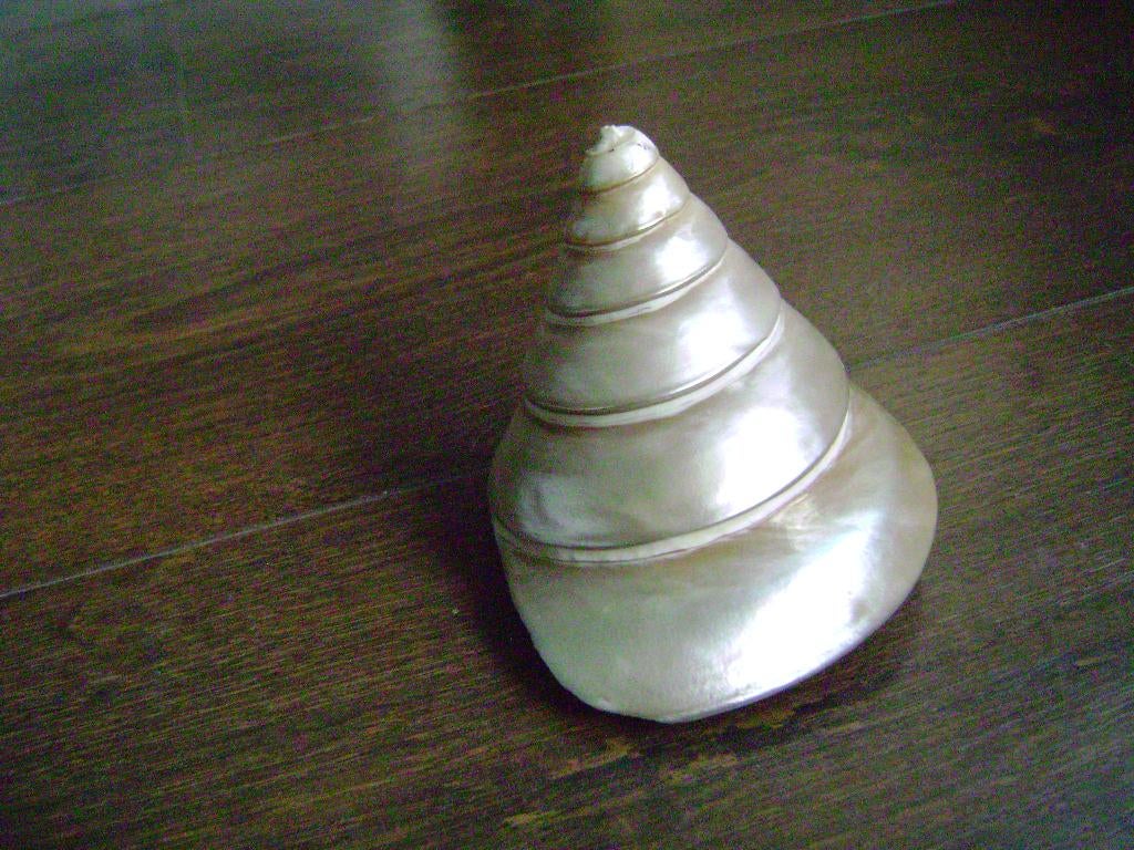 Parelmoeren schelp, Ophalen of Verzenden, Zo goed als nieuw