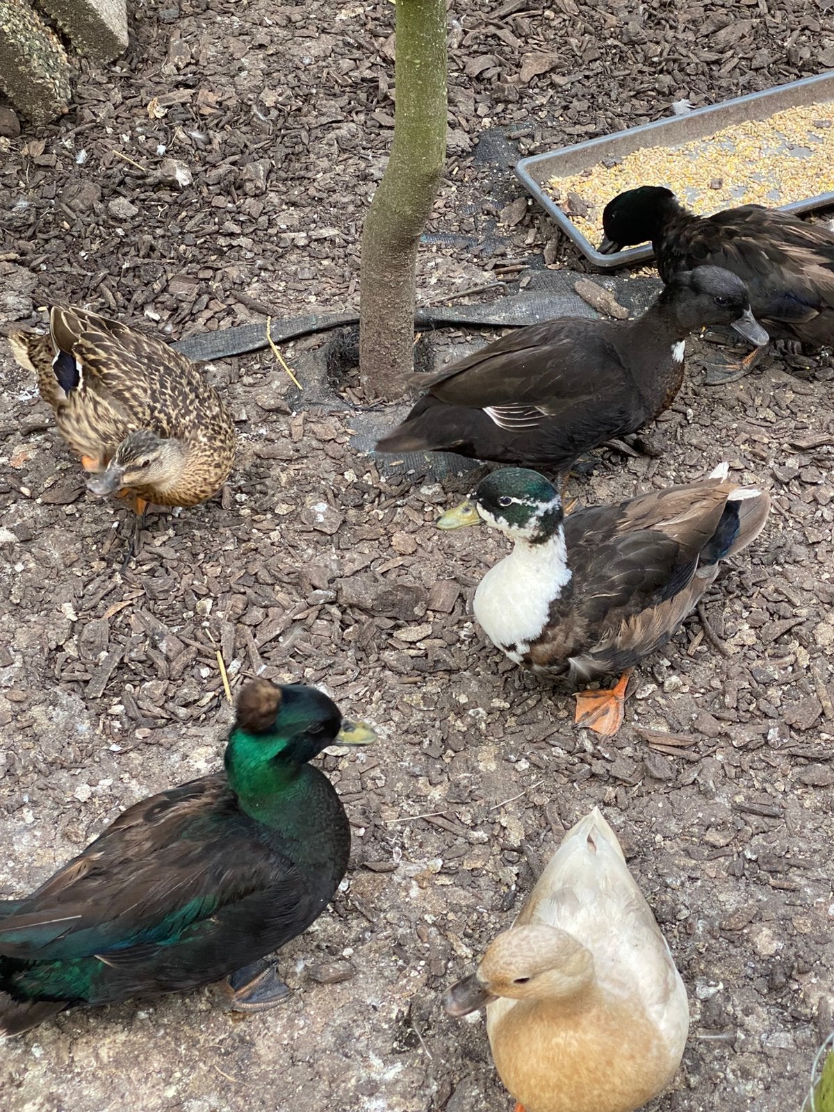 Zwarte kwakers, Dieren en Toebehoren, Meerdere dieren, Kip