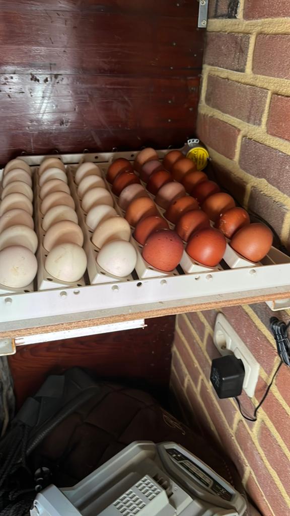 Broedeieren marans, Dieren en Toebehoren, Pluimvee | Toebehoren, Ophalen of Verzenden, Zo goed als nieuw, Overige typen