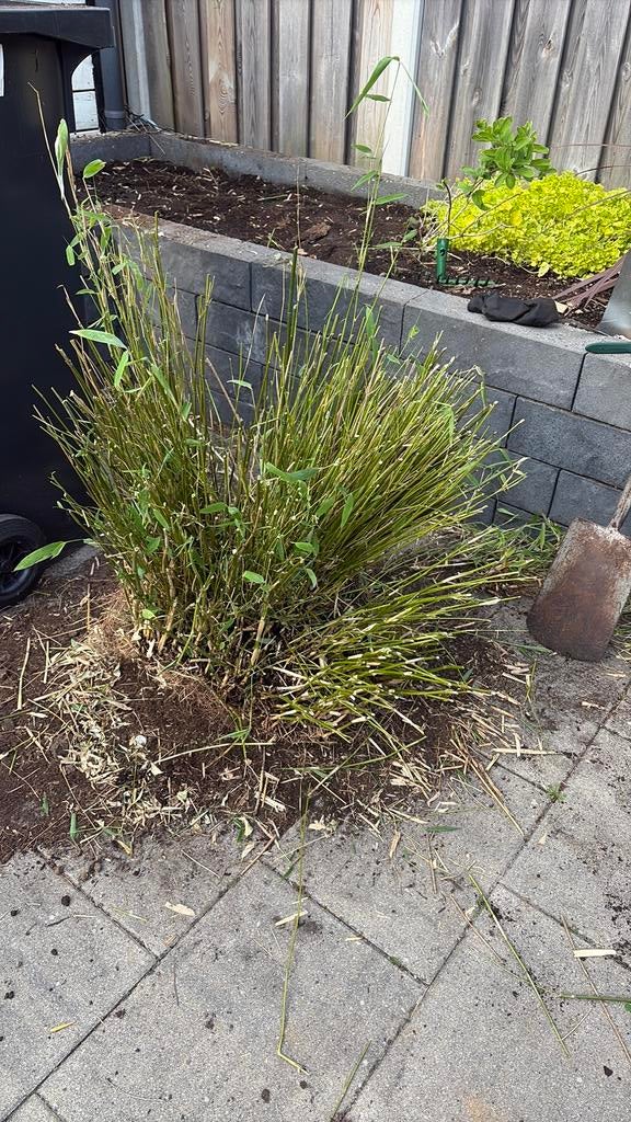 GRATIS Bamboo bamboe niet woekerende, Tuin en Terras, Ophalen of Verzenden, Bloeit niet, Halfschaduw, Overige soorten