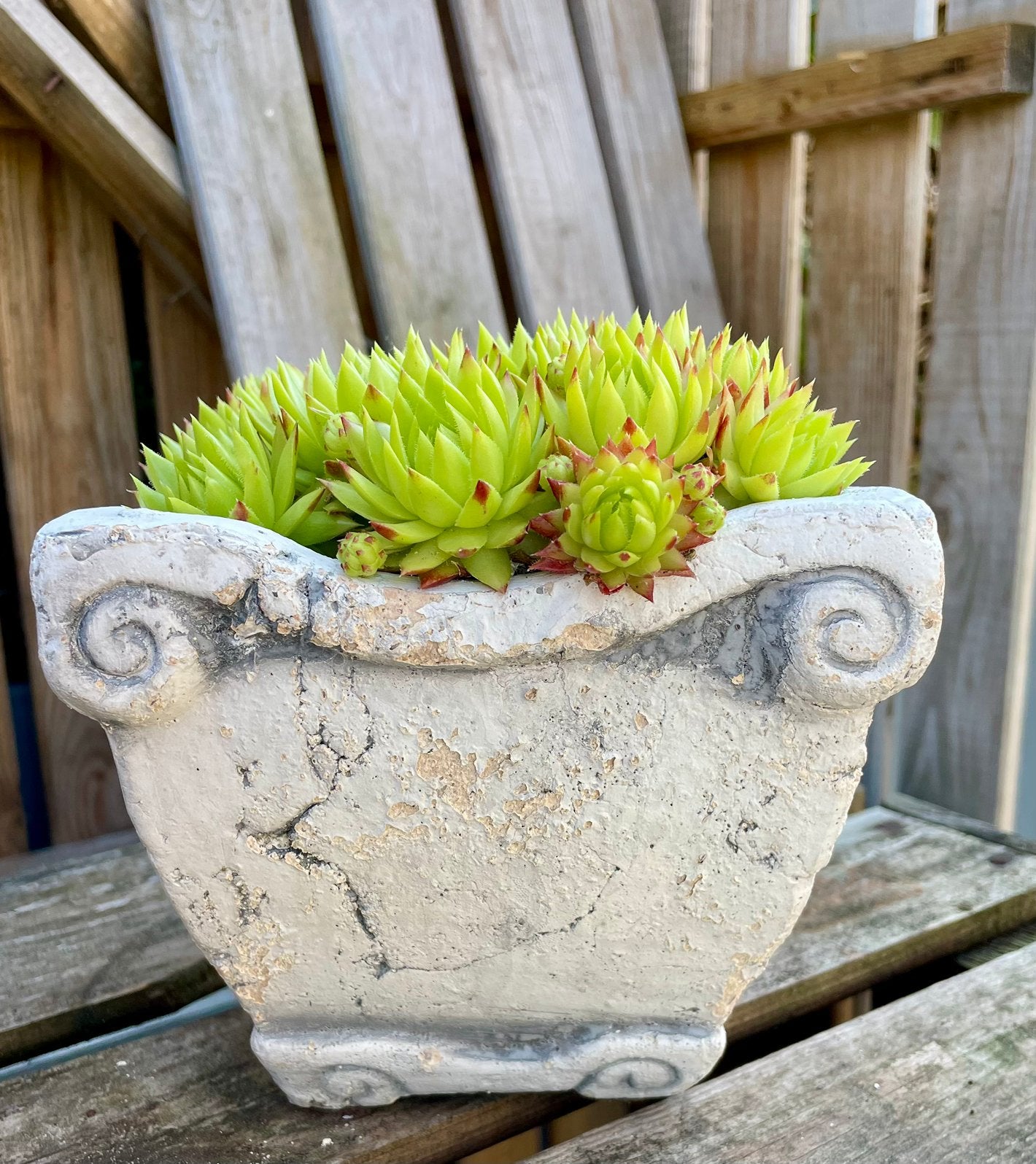 Wit vierkant potje gevuld met vetplant, Tuin en Terras, Planten | Tuinplanten, Ophalen, Bodembedekkers, Volle zon, Vaste plant