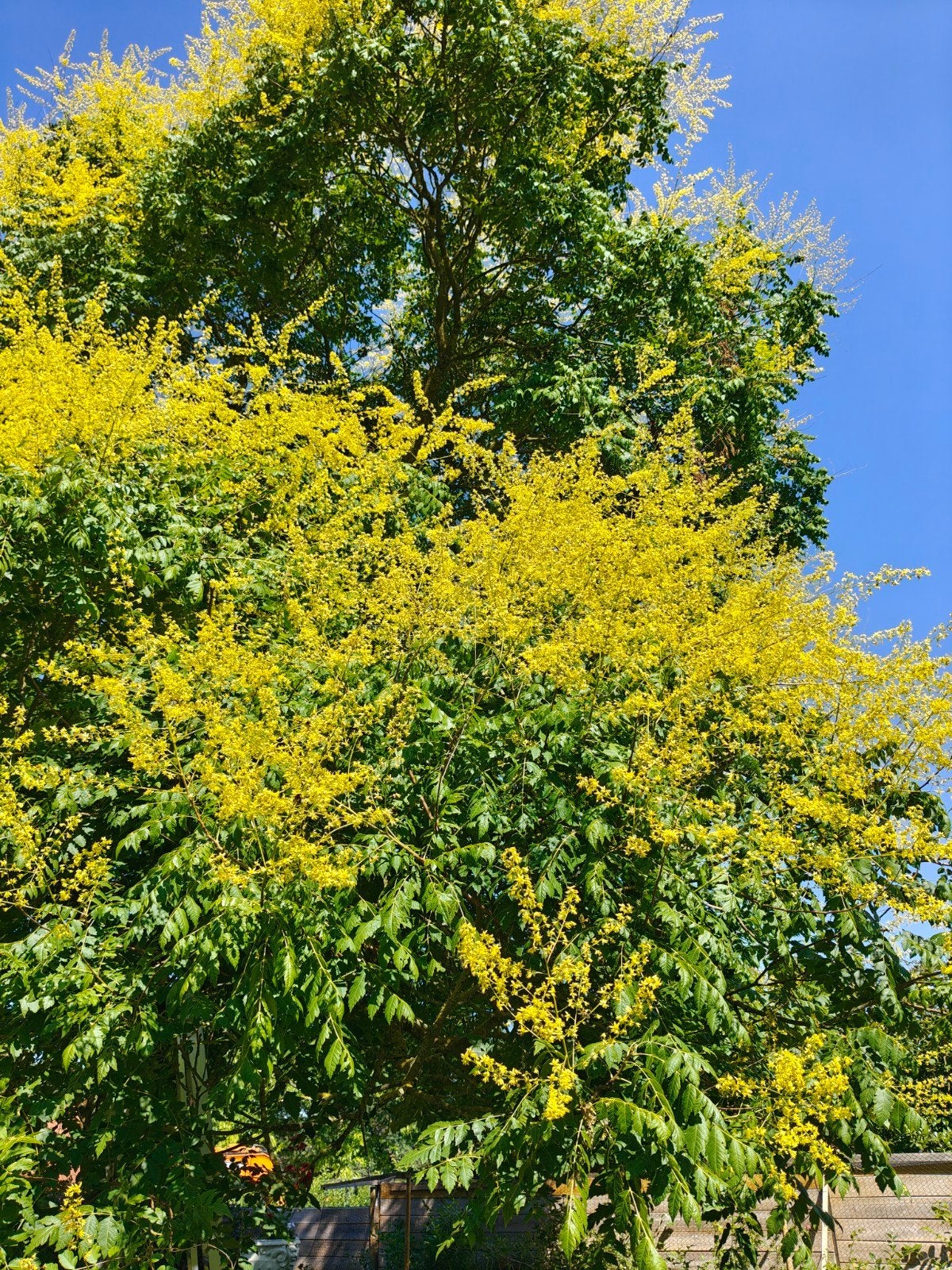 Schaduwboom - snel groeiend - max 8m hoog droogteresistent, Tuin en Terras, Planten | Bomen, Ophalen, Zomer, Volle zon, Overige soorten