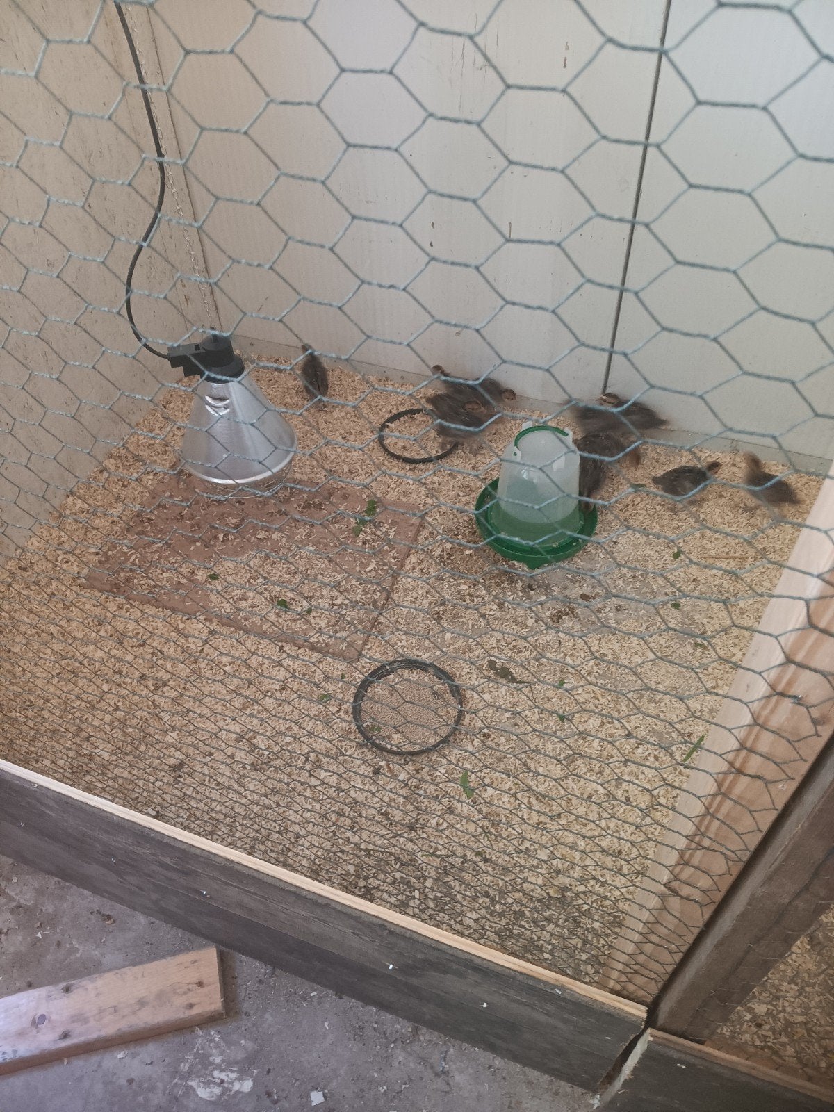 Konings fazanten kuikens, Dieren en Toebehoren, Meerdere dieren