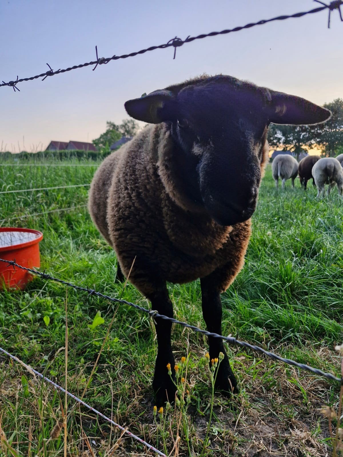 2 dekrammen swifter blauw schaap schapen lammeren, Dieren en Toebehoren, Schapen, Geiten en Varkens, Mannelijk, Schaap, 0 tot 2 jaar