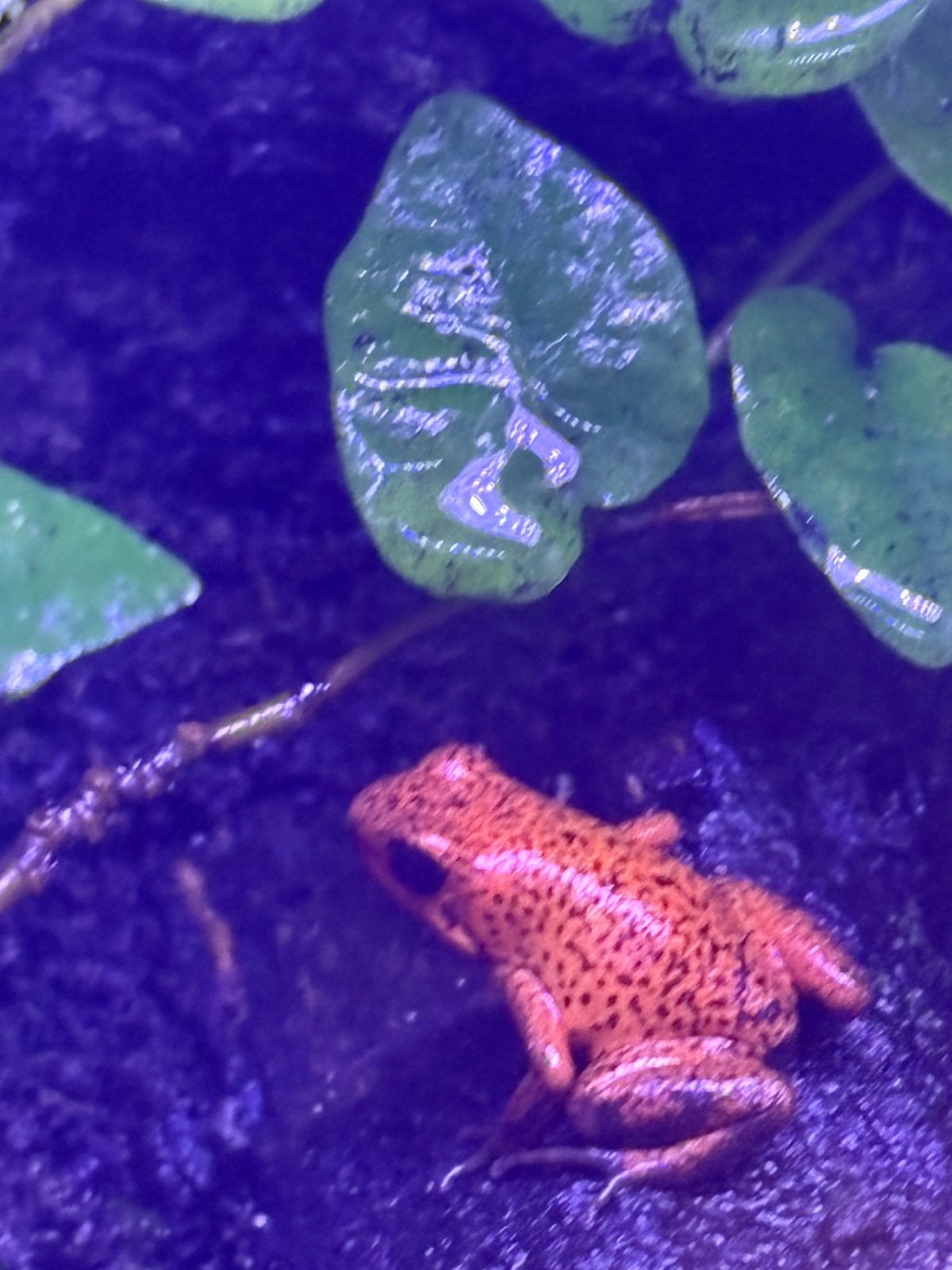 Oophaga pumilio, Dieren en Toebehoren, 0 tot 2 jaar