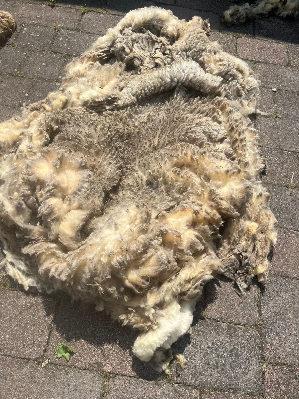 4 mooie vachten van texelaar/ swifter, Dieren en Toebehoren, Schapen, Geiten en Varkens, Mannelijk, Schaap