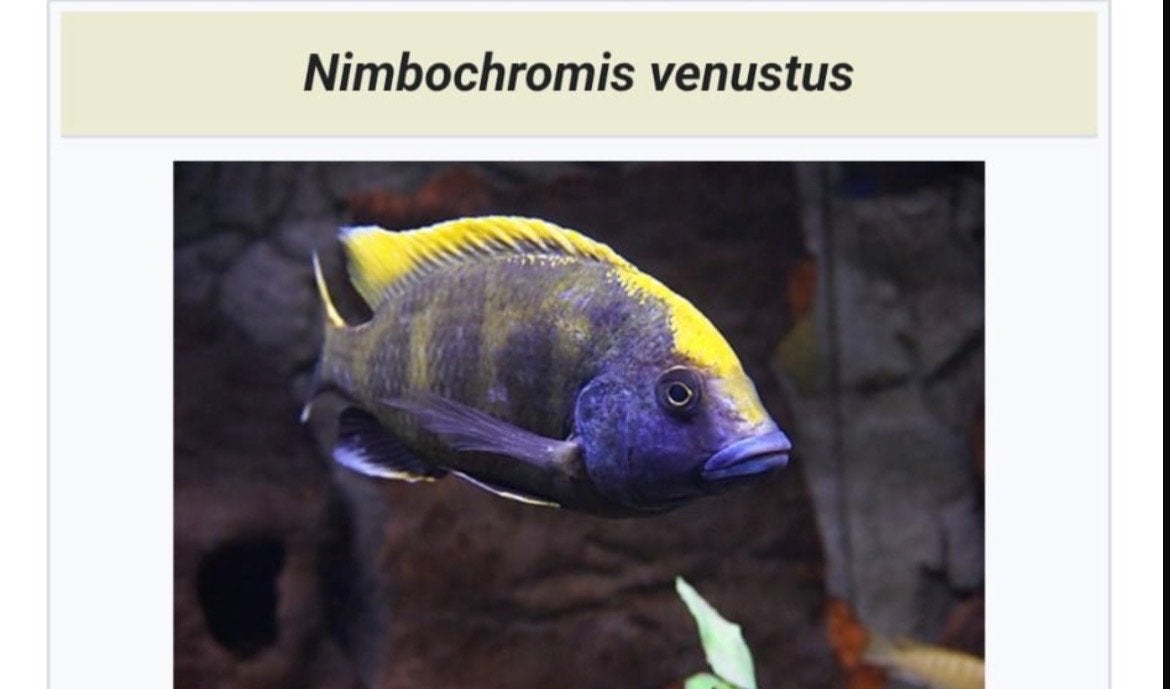 Zoekt nieuwe plek, Dieren en Toebehoren, Vis