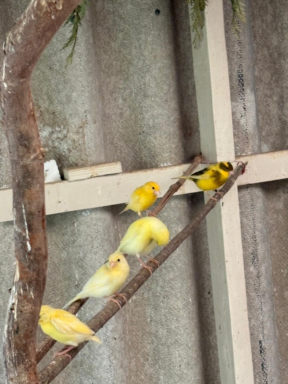 Kanaries, Meerdere dieren, Kleurkanarie