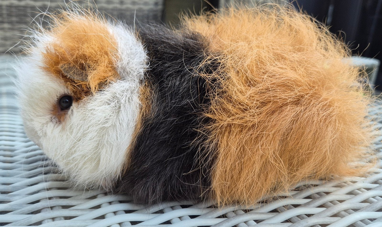 lief driekleur Ch-Teddy cavia zeugje zoekt knuffelhuis, Dieren en Toebehoren, Cavia, Vrouwelijk, Januari, Tam