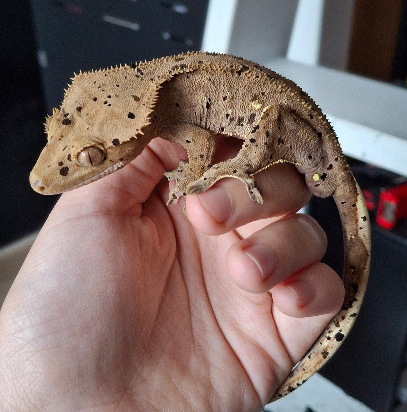 Lieve mooie dalmatian wimpergekko/crested gecko man, Dieren en Toebehoren, Hagedis, 0 tot 2 jaar