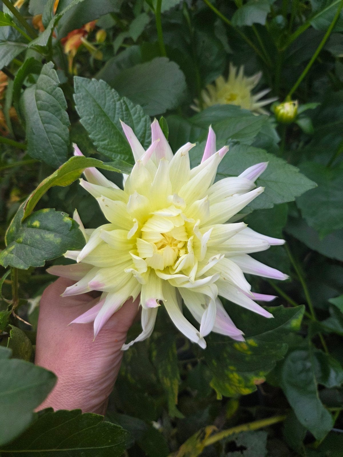 Dahlia 'Cabana Banana' - Prachtige Gele Cactus Dahlia, Overige soorten, Volle zon, Vaste plant, Verzenden