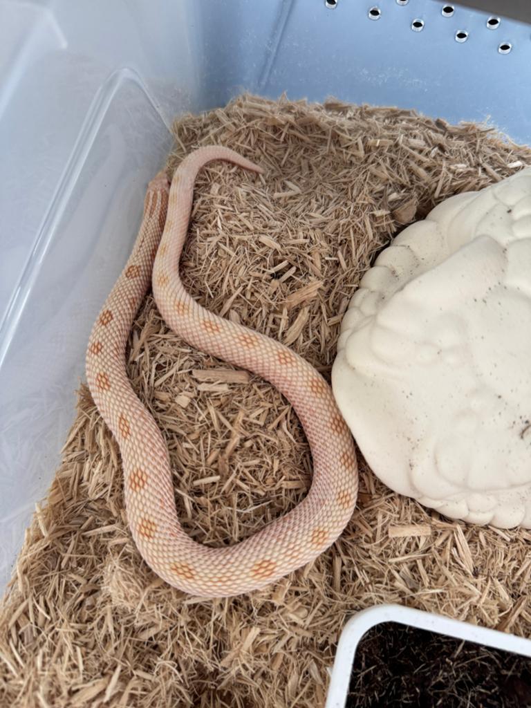 Hognose 0.1 Arctic Conda Albino 2025 Hognose Snake - female for sale from Qmi