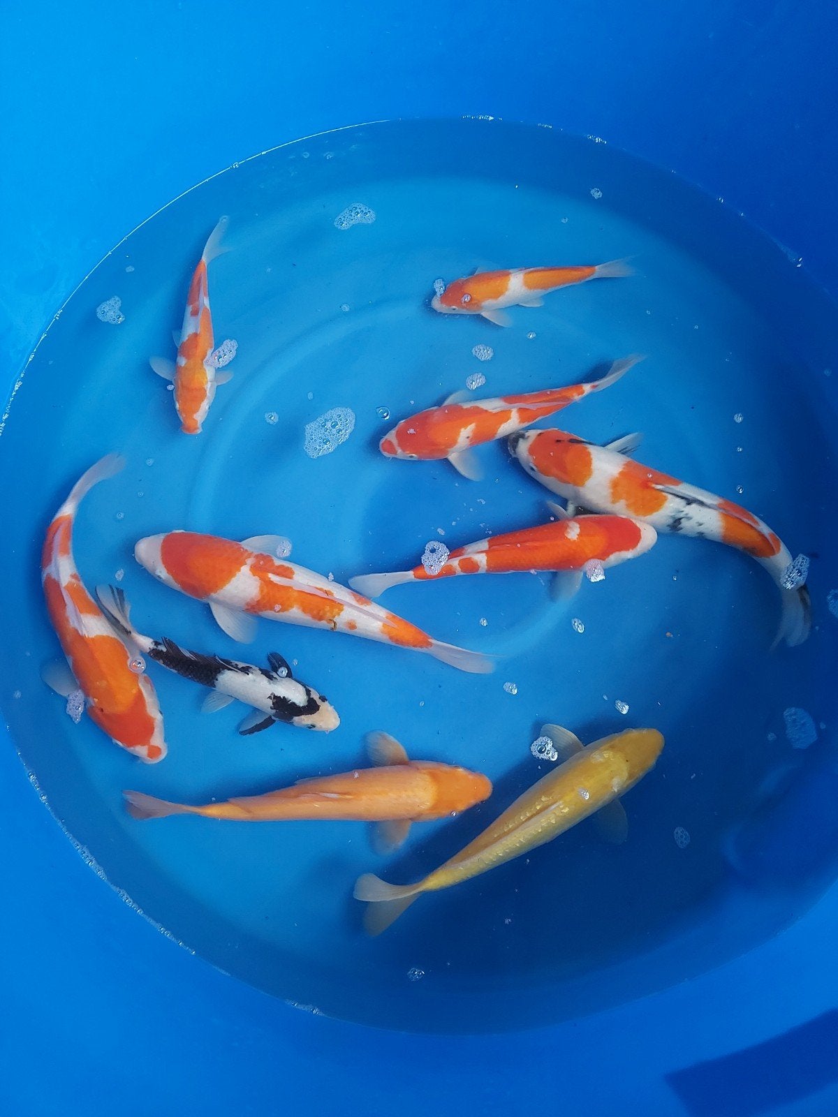 12 koi, Karper of Koi