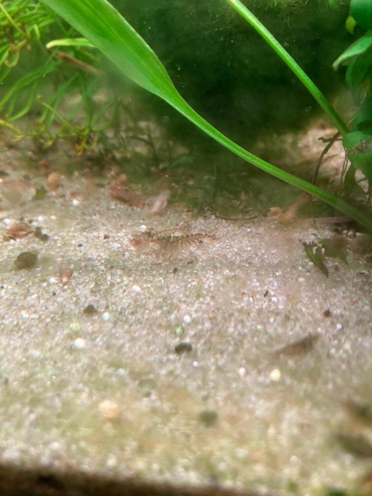 Jonge mini japonica garnaaltjes, Ophalen of Verzenden