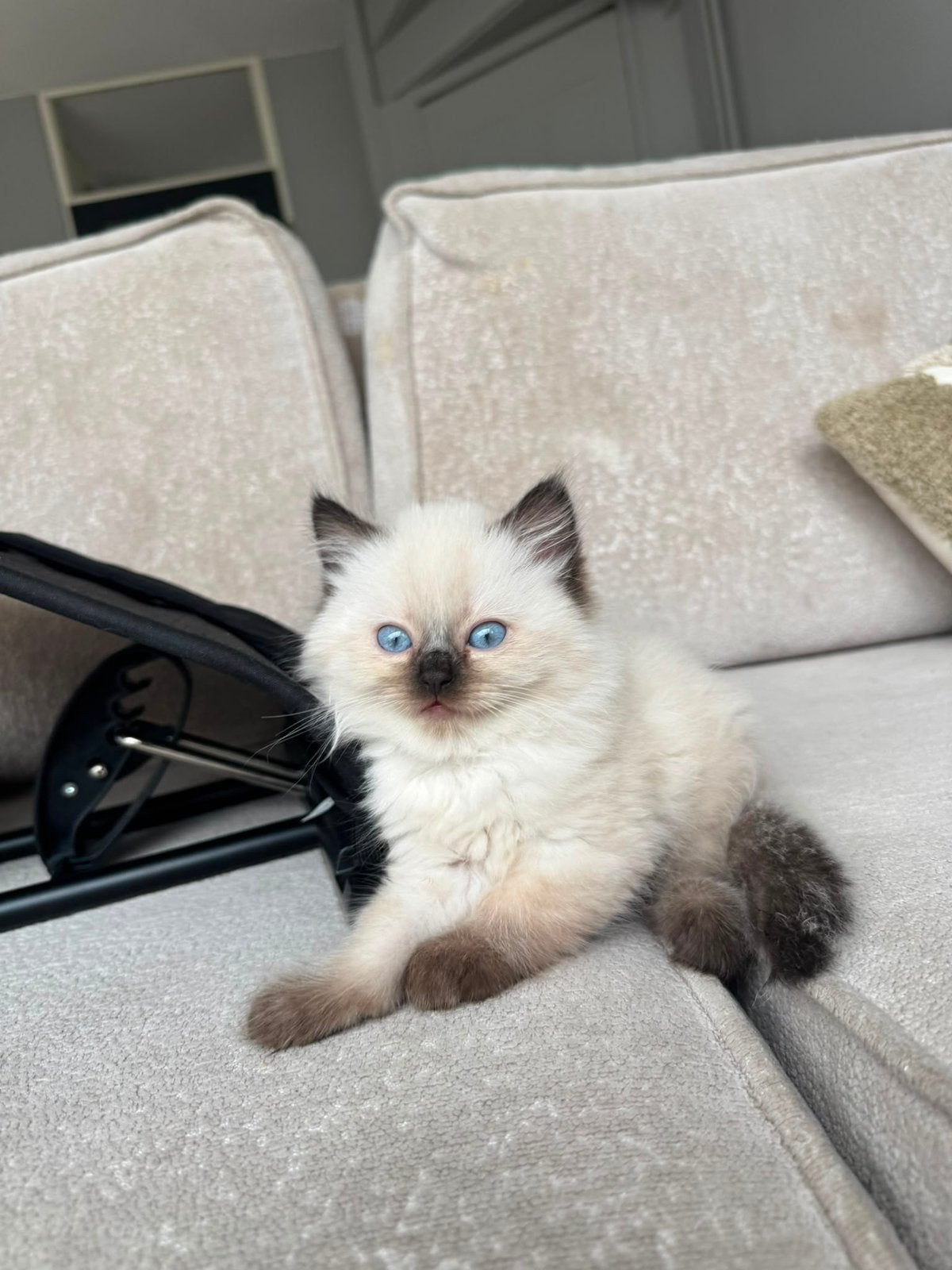 Nog maar 1 Ragdoll kitten beschikbaar, Meerdere dieren, Ingeënt