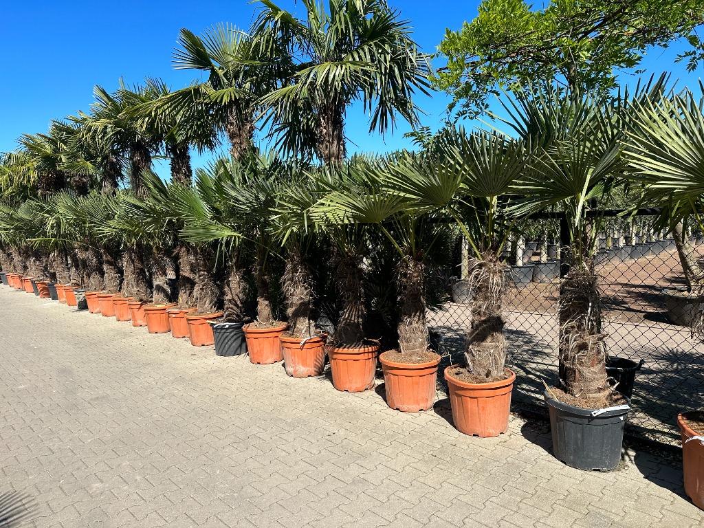 Trachycarpus fortunei palmbomen met 80 cm stamhoogte te koop, Tuin en Terras, Planten | Bomen, In pot, Halfschaduw, Ophalen of Verzenden