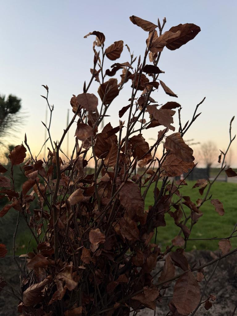 Groene beuk haag | Fagus sylvatica | diverse maten, Tuin en Terras, Planten | Struiken en Hagen, Ophalen of Verzenden, Beukenhaag