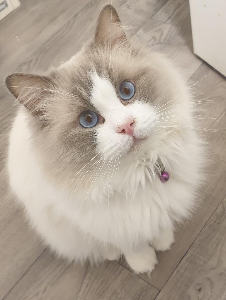 Ragdoll Lilac Bicolor Dekkater, (NIET TE KOOP). PKD, HCM,++., 3 tot 5 jaar