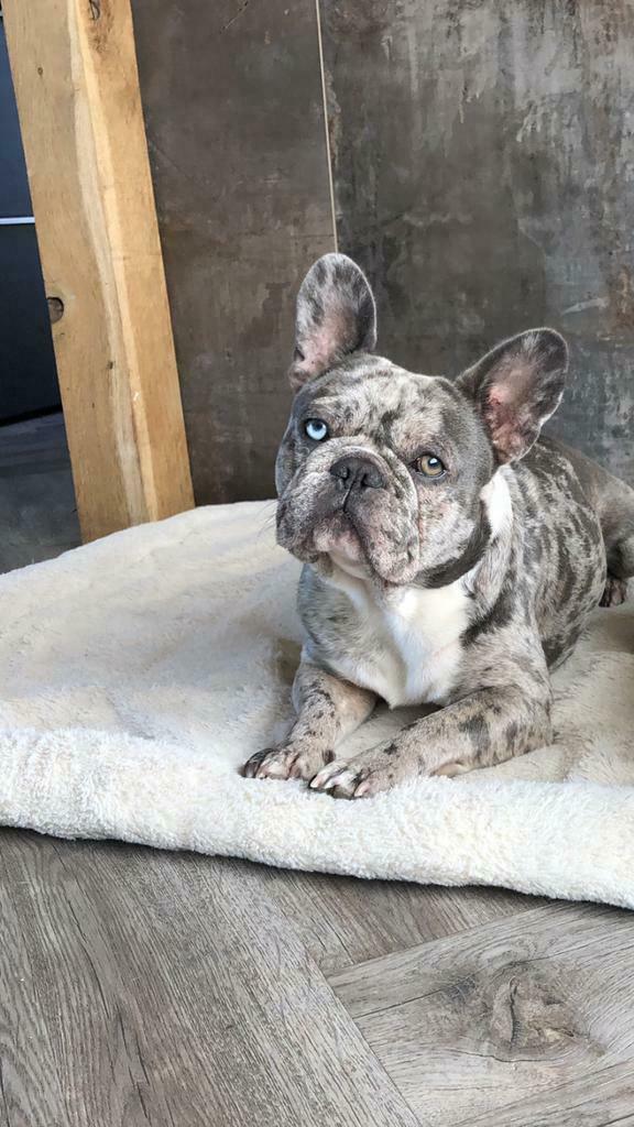 Zeldzaam :Franse bulldog, BLUE-MERLE *DEKREU, Dieren en Toebehoren, Honden | Dekreuen, Reu, 1 tot 2 jaar, Parvo, Eén hond