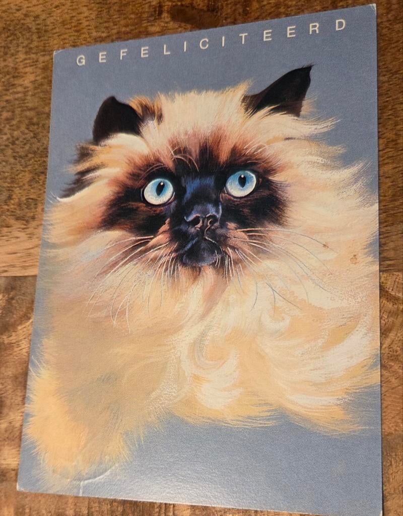 Pluizige poes met opvallend blauwe ogen, Verzenden, 1980 tot heden, Gelopen, Hond of Kat