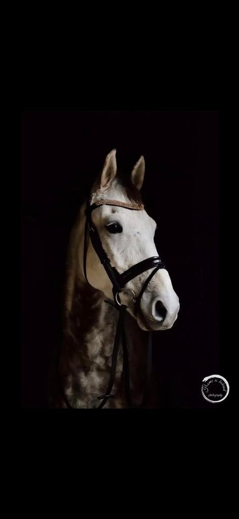 Leasepaard aangeboden, Dieren en Toebehoren, Ophalen of Verzenden, Nieuw