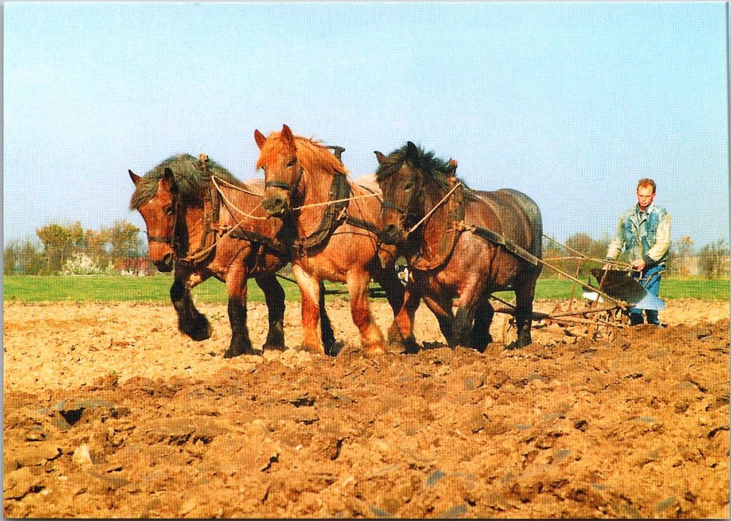 Zeeland - Ovezande trekpaarden III, Ophalen of Verzenden, 1960 tot 1980, Ongelopen, Zeeland