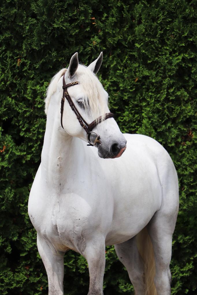 Verschillende chique paarden en pony’s te koop., Dieren en Toebehoren, Paarden, Springpaard, Met stamboom, Ruin, 3 tot 6 jaar