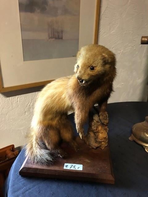 marter, Ophalen, Gebruikt, Wild dier, Beeldje of Figuurtje