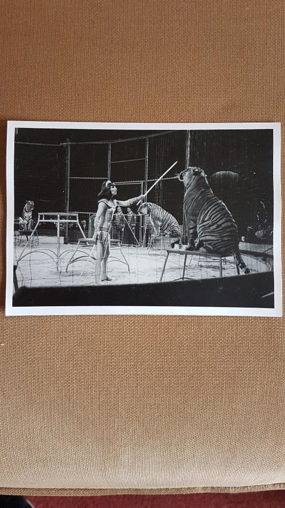 Circus/ Trudy Strong (?)met haar tijgers/ Circus Krone 1975., Verzamelen, Ophalen of Verzenden, Zo goed als nieuw