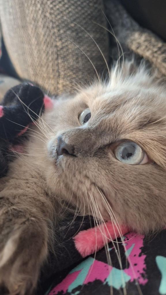 Kater zoek partner voor paring  ( dekkater )