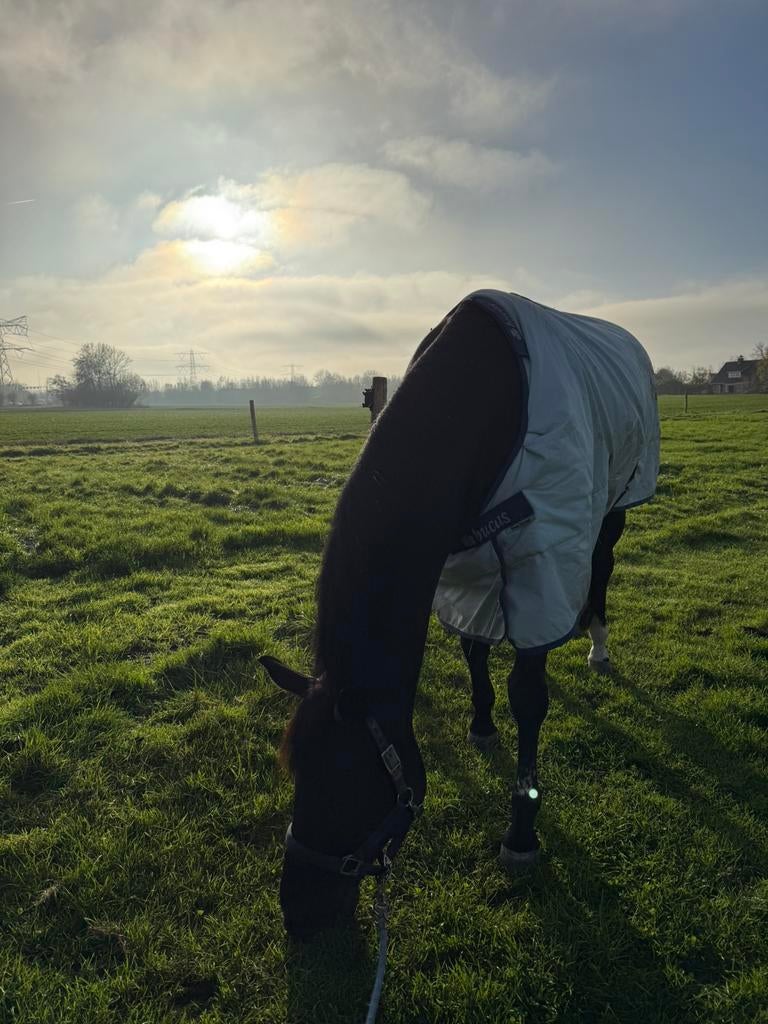 Paardenverzorger gezocht, Dieren en Toebehoren, Stalling en Weidegang, Toebehoren, 4 paarden of pony's of meer