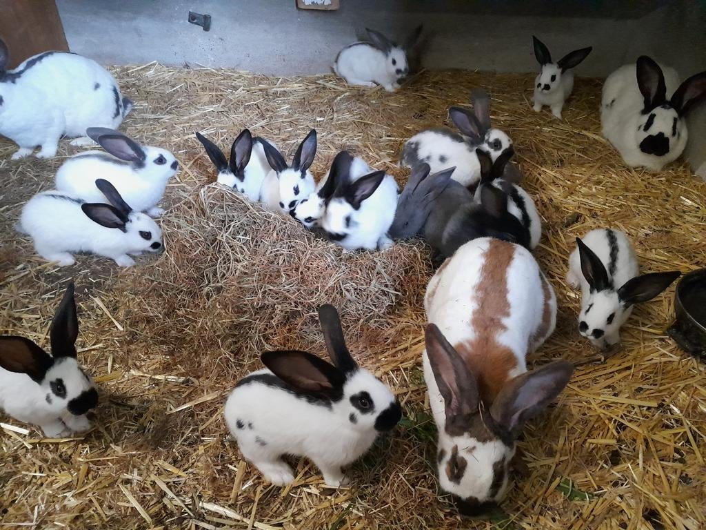 Mooie jonge lotharingers, Dieren en Toebehoren, Konijnen, Meerdere dieren, Groot