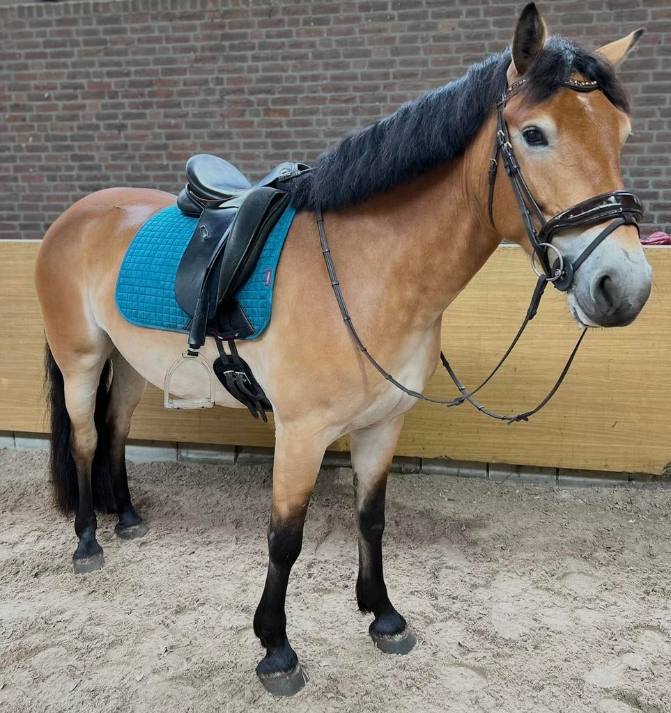 Lemieux dekje dressuur full, Ophalen of Verzenden, Zo goed als nieuw