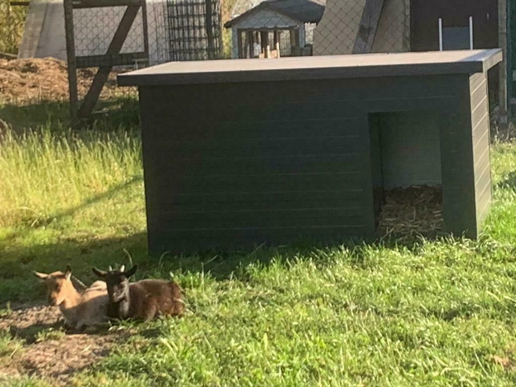 Geïsoleerde en onderhoudsvrije geiten/schapen/varkenshokken, Varken