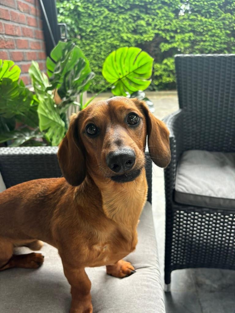 Dekreu teckel, Reu, Meerdere, 3 tot 5 jaar, Nederland