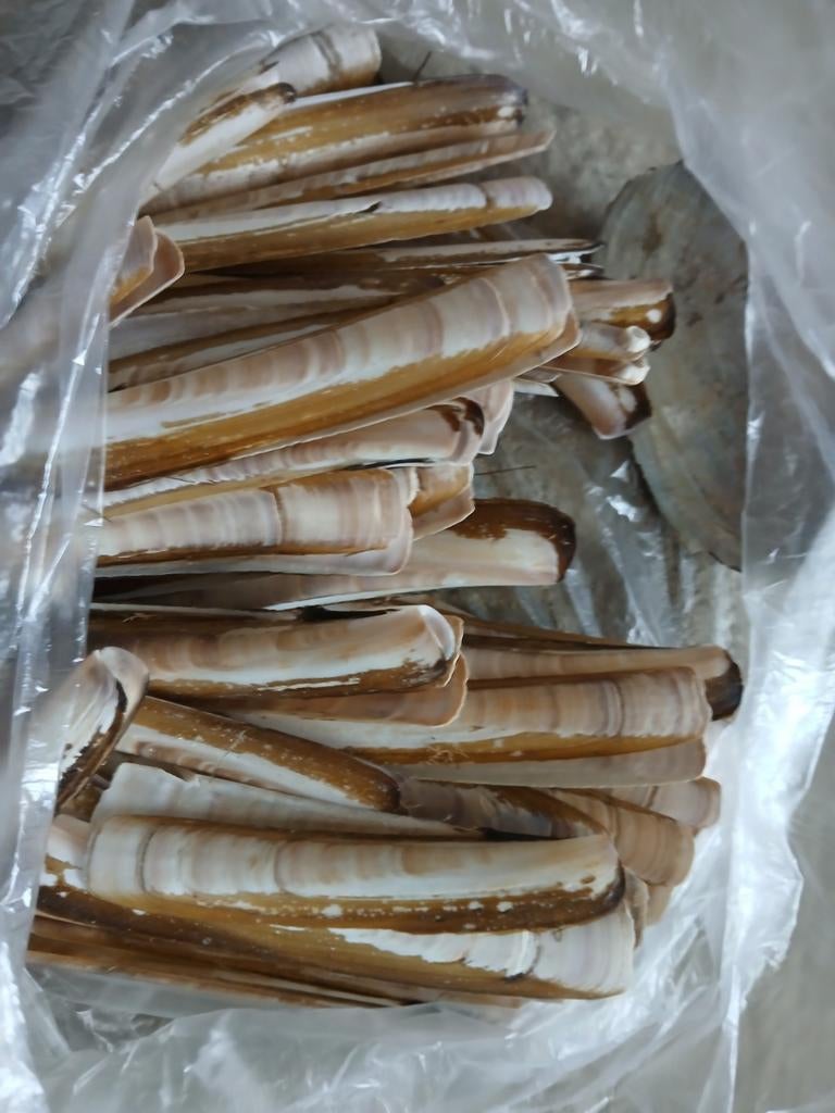 Mooie schelpen om mee te knutselen., Ophalen, Zo goed als nieuw