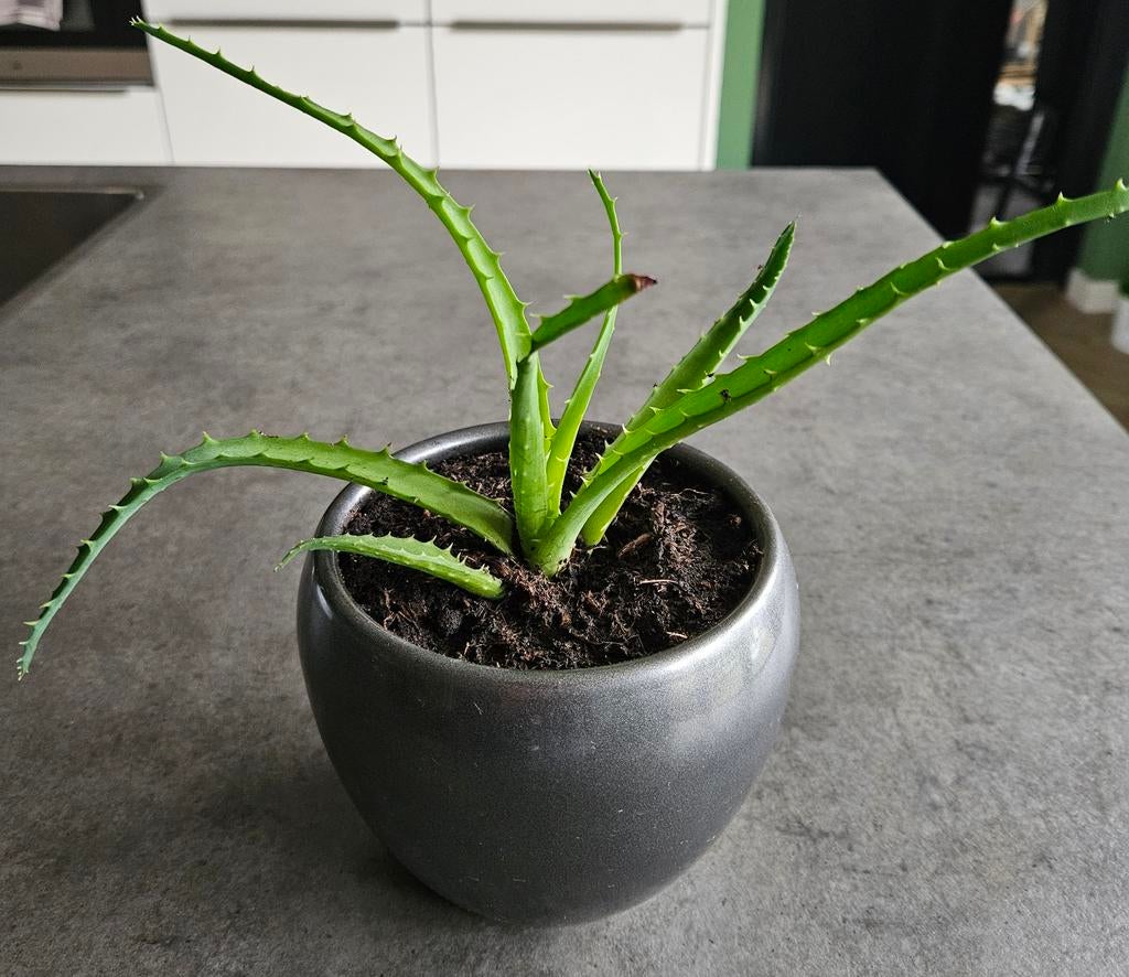 Aloë arborescens stek - in pot, Ophalen, Vaste plant