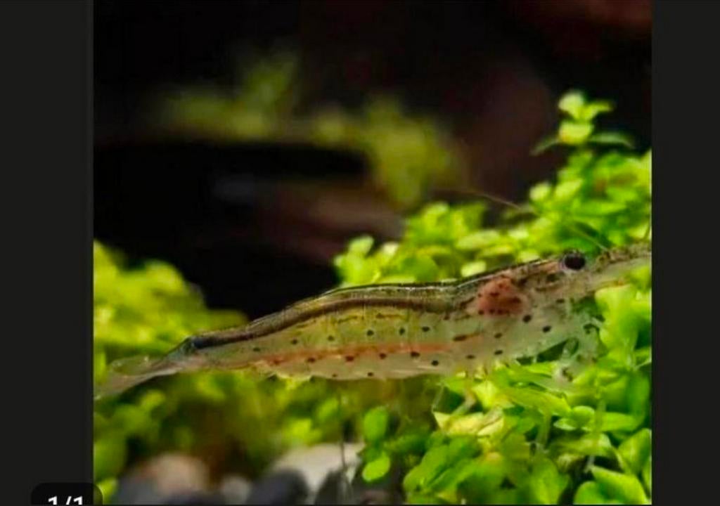 Mini Japonica / Caridina multidentata, Dieren en Toebehoren, Vissen | Aquariumvissen, Kreeft, Krab of Garnaal
