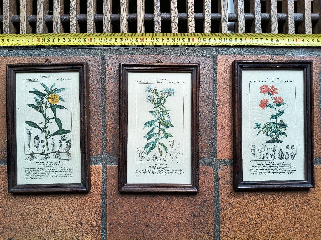 botanica prints, Ophalen, Minder dan 50 cm, Overige typen, Minder dan 50 cm